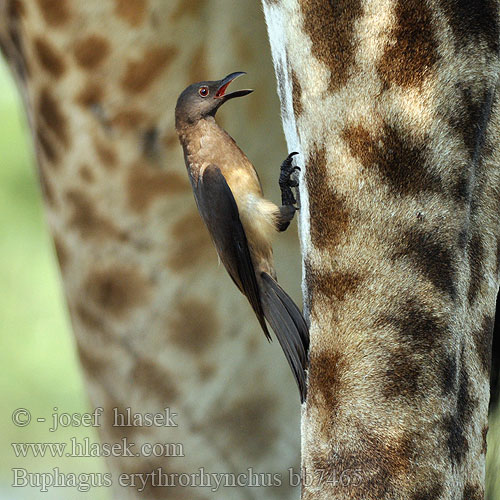 Buphagus erythrorhynchus bb7465