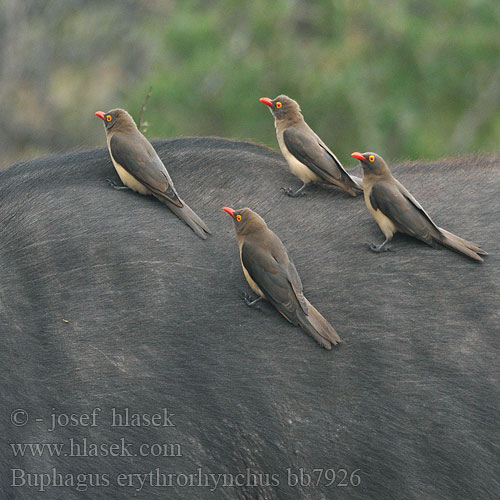 Buphagus erythrorhynchus bb7926