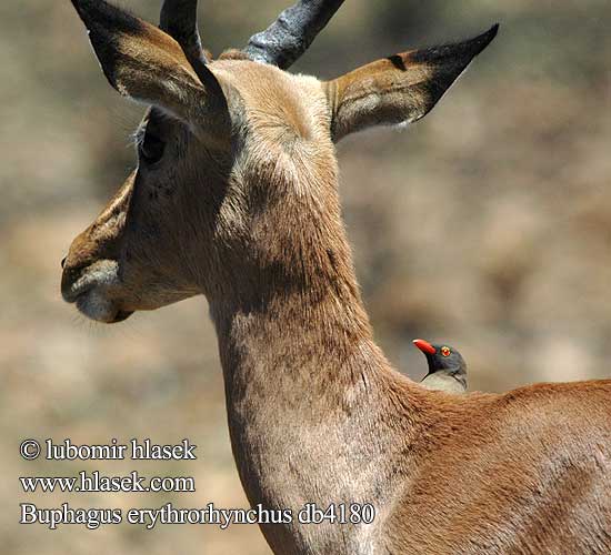 Buphagus erythrorhynchus Bufaga Beccorosso piroscsőrű nyűvágó