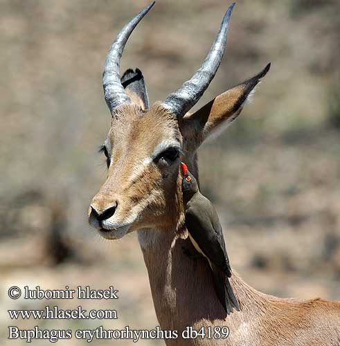 Buphagus erythrorhynchus Rotschnabel-Madenhacker