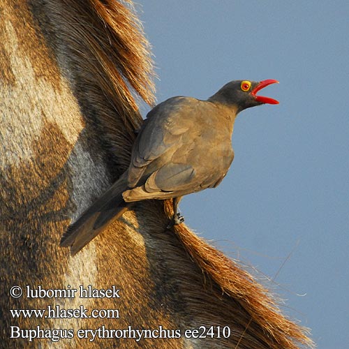 Buphagus erythrorhynchos Red-billed Oxpecker Rødnæbbet