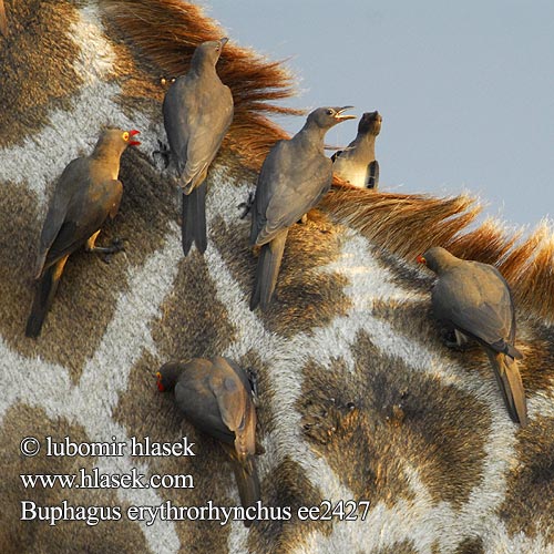 Red-billed Oxpecker Rødnæbbet Oksehakker Loisnokkeli