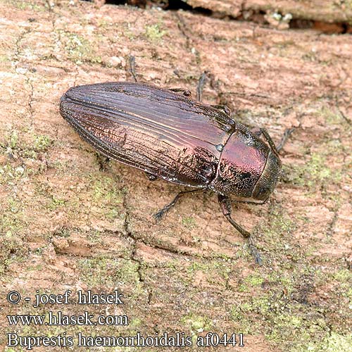 Buprestis haemorrhoidalis Темная хвойная златка