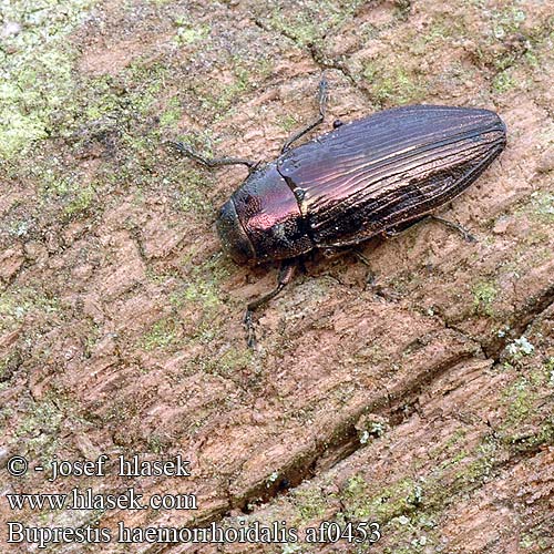 Buprestis haemorrhoidalis 고려비단벌레 クロタマムシ