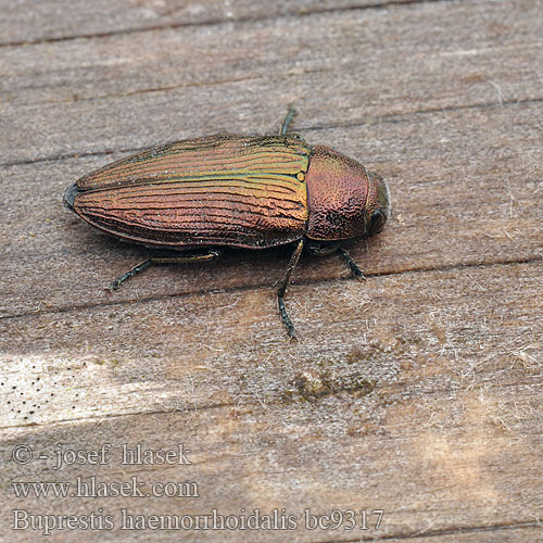 Tummajalokuoriainen Buprestis haemorrhoidalis