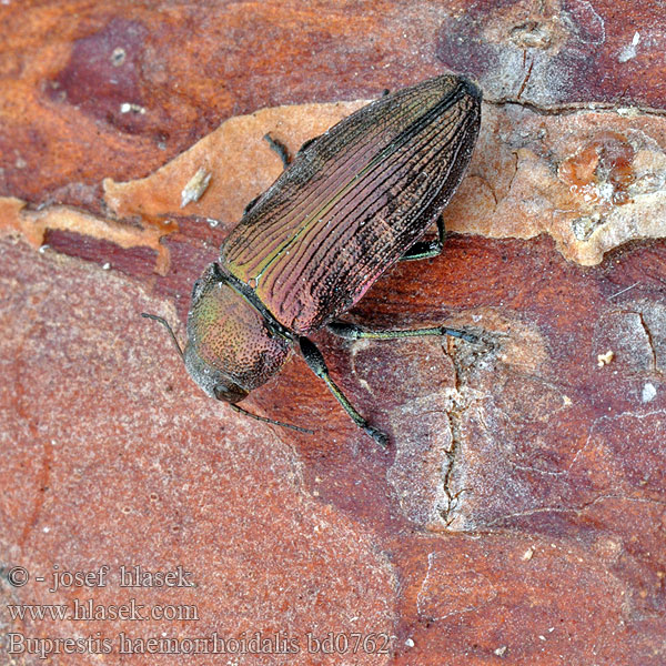 Bupreste hémorrhoïdal Tummajalokuoriainen Buprestis haemorrhoidalis