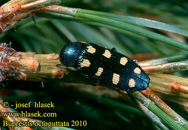 Buprestis octoguttata 2010 FR: Bupreste à 8 macules DE: 8-fleckiger Kiefernprachtkäfer Achtpunktige PL: Bogatek ośmioplamkowy CZ: krasec osmiskvrnný SE: Åttafläckig praktbagge RU: златка восьмипятнистая