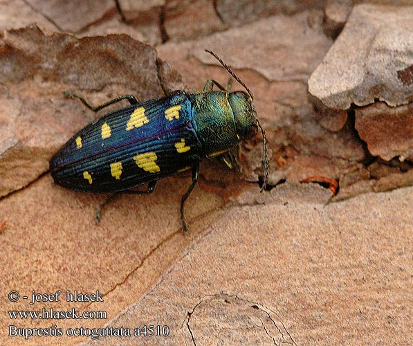 Buprestis octoguttata a4510 FR: Bupreste à 8 macules DE: 8-fleckiger Kiefernprachtkäfer Achtpunktige PL: Bogatek ośmioplamkowy CZ: krasec osmiskvrnný SE: Åttafläckig praktbagge RU: златка восьмипятнистая