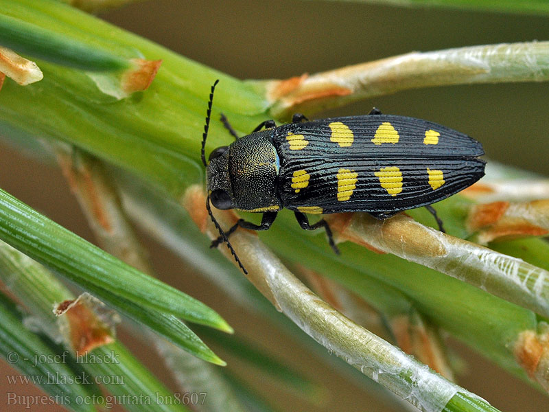 Buprestis octoguttata Krasec osmiskvrnný