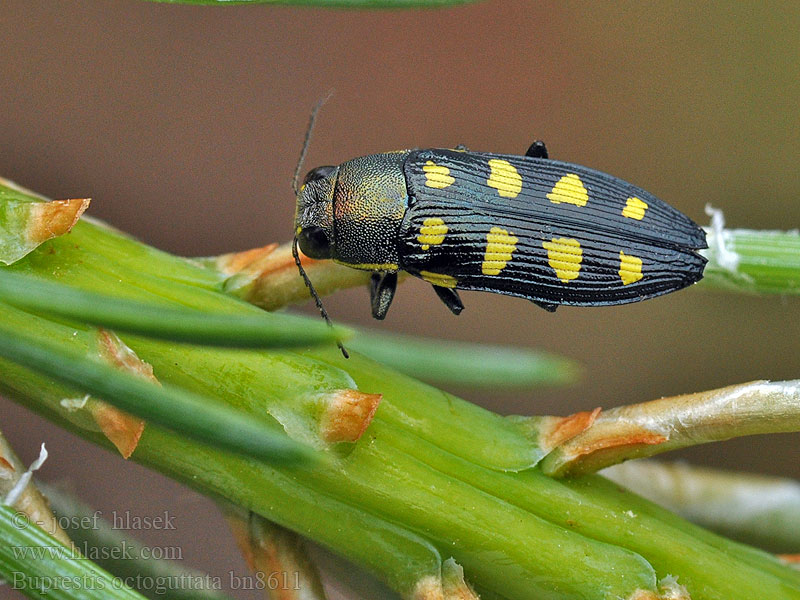 Buprestis octoguttata 8-fleckiger Kiefernprachtkäfer