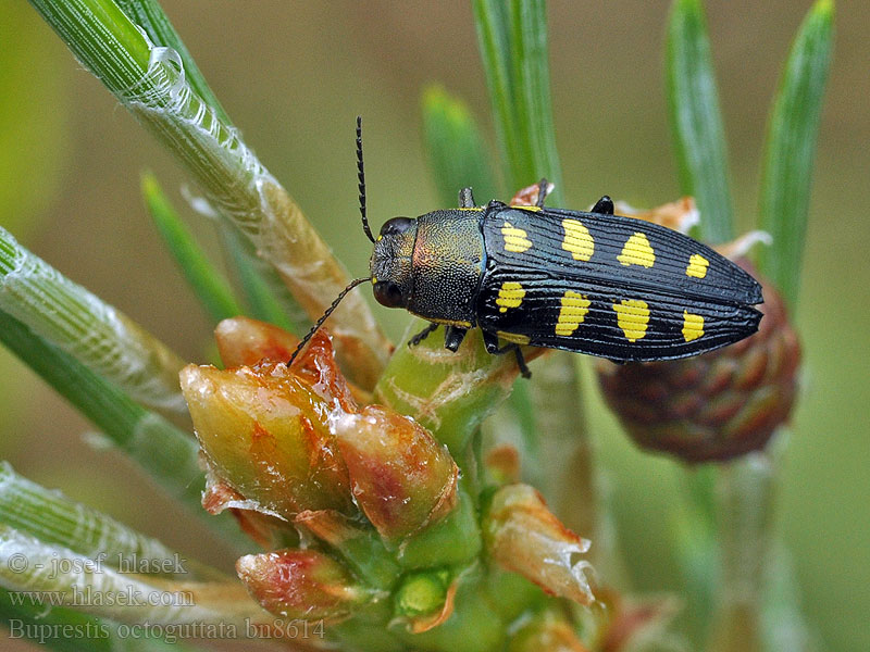 Buprestis octoguttata Златка восьмипятнистая