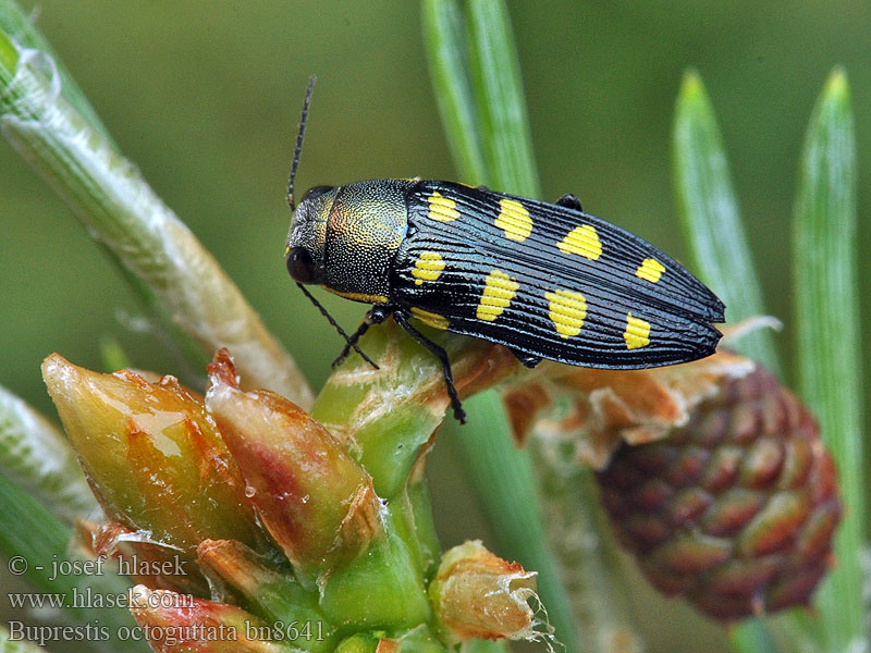 Buprestis octoguttata Åttafläckig praktbagge