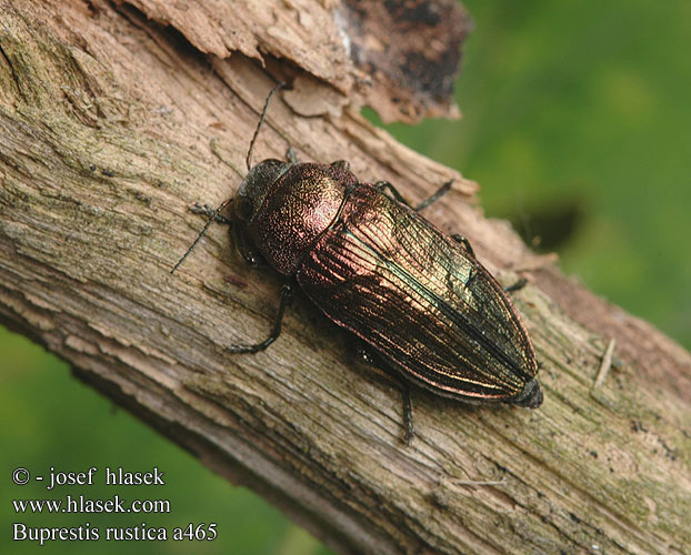 Buprestis rustica Ländlicher Prachtkäfer Bogatek wiejski