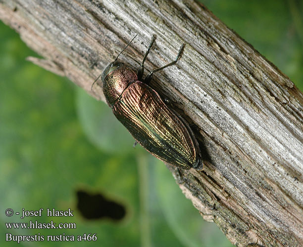 Buprestis rustica Krasoňobyčajný Krasec lesní