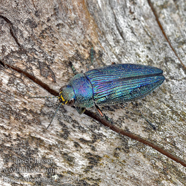 Buprestis rustica Ländlicher Prachtkäfer Bogatek wiejski