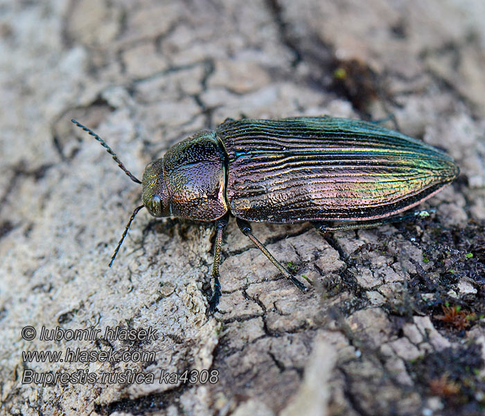 Krasec lesní Buprestis rustica