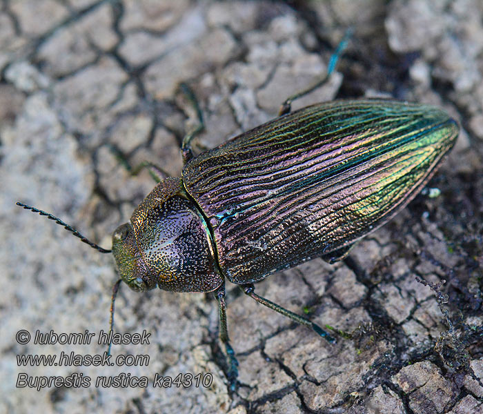 Buprestis rustica