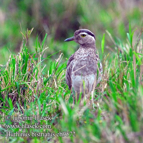 Burhinus bistriatus Double-striped Thick-knee Double striped