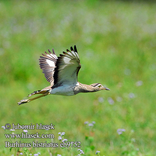 Ležiak pásikavohlavý Burhinus bistriatus Double-striped