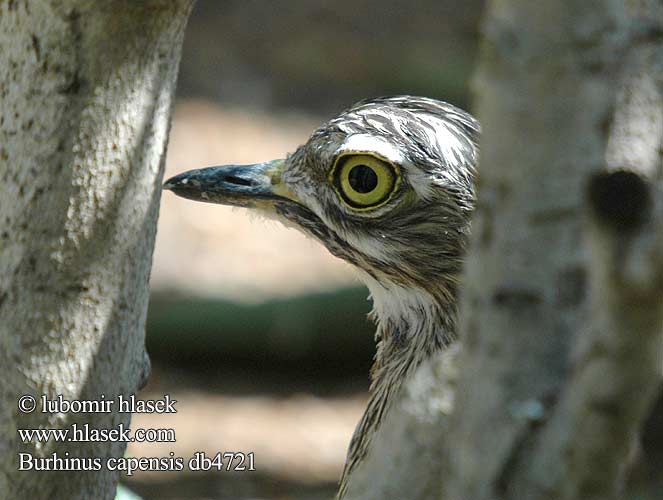 Burhinus capensis Spotted Thick-knee Spotted Dikkop Suomupaksujalka