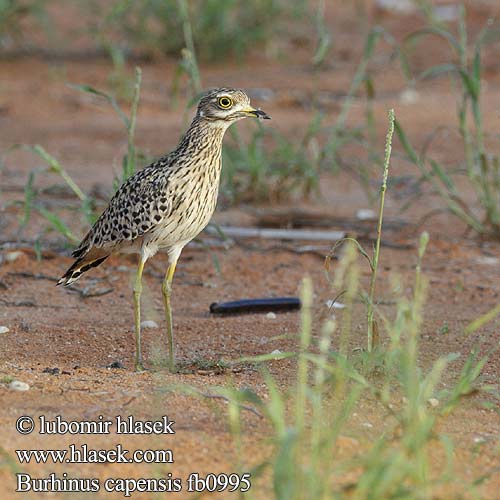 Burhinus capensis fb0995