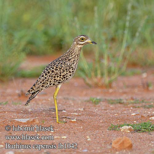 Burhinus capensis fb1042