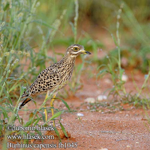 Burhinus capensis fb1045