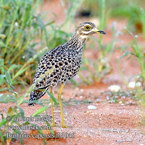 Авдотка капская Burhinus capensis Spotted Thick-knee