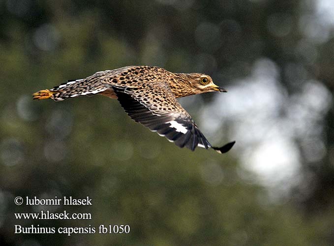 Spotted Thick-knee Spotted Dikkop Plettet Triel