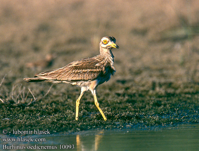 Burhinus oedicnemus Stone Curlew Triel Œdicnème criard