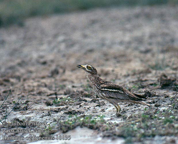 Burhinus oedicnemus 10135