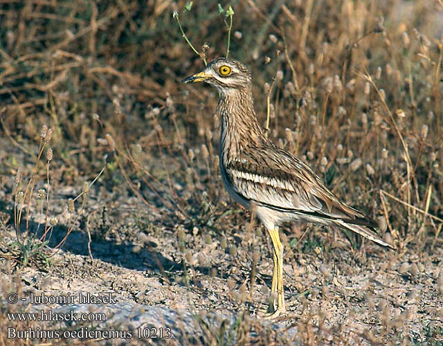 Burhinus oedicnemus 10213