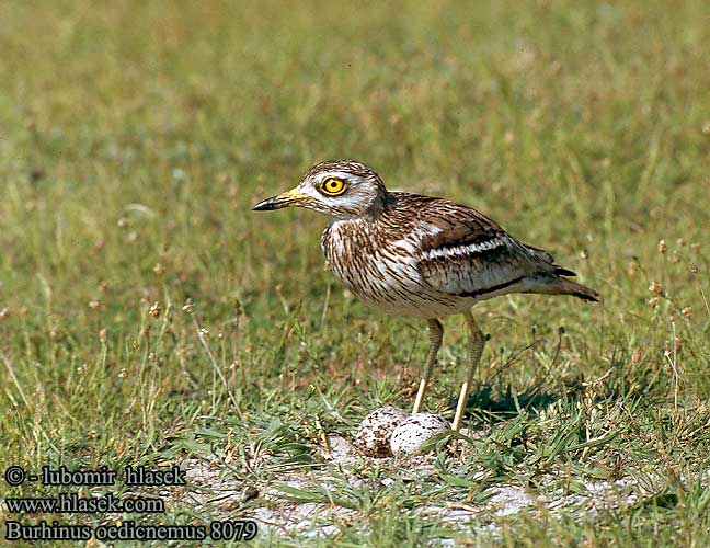 Kulon Ugartyúk Ležiak úhorový Tjockfot Triel Eurasian thick-knee