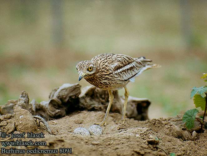 Ugartyúk Ležiak úhorový Tjockfot Triel Eurasian thick-knee