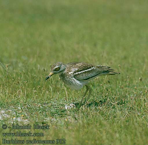 Ležiak úhorový Tjockfot Triel Eurasian thick-knee