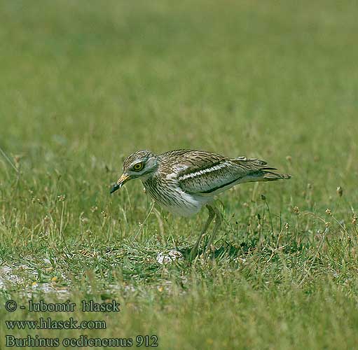 Ležiak úhorový Tjockfot Triel Eurasian thick-knee