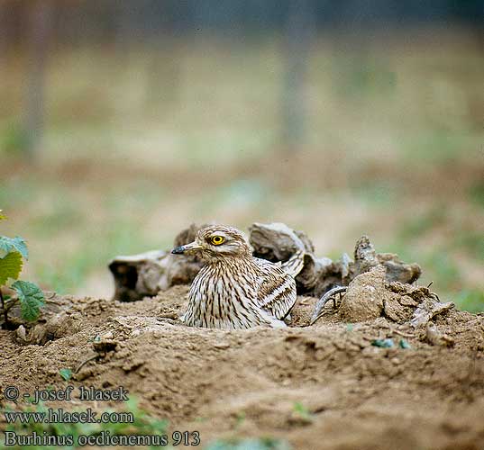 Tjockfot Triel Eurasian thick-knee Pernileiro 石鸻