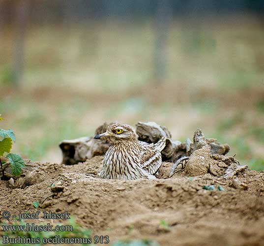 Tjockfot Triel Eurasian thick-knee Pernileiro 石鸻