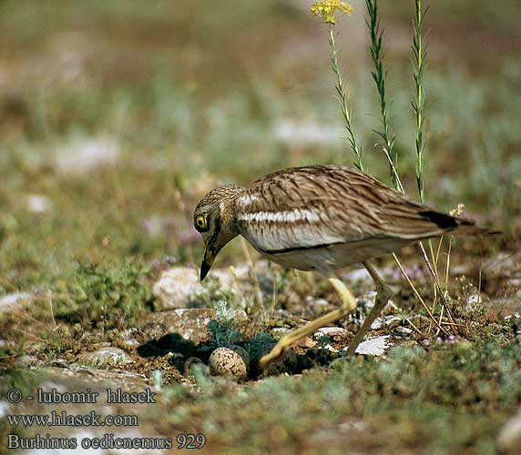 Triel Eurasian thick-knee Pernileiro 石鸻 Авдотка