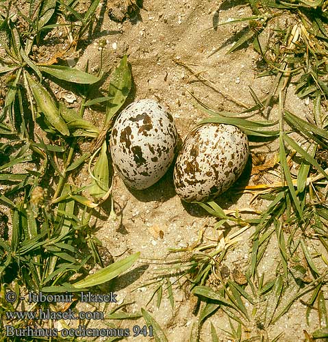 Burhinus oedicnemus 941