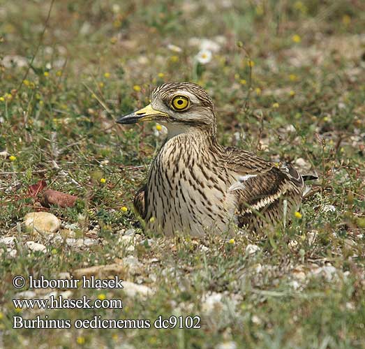 Kocagöz כרוון Kannadi katti Burhinus oedicnemus