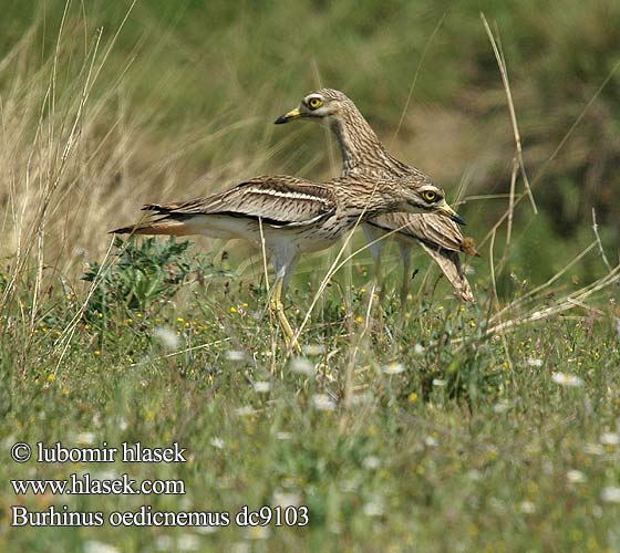 Burhinus oedicnemus イシチドリ الكروان