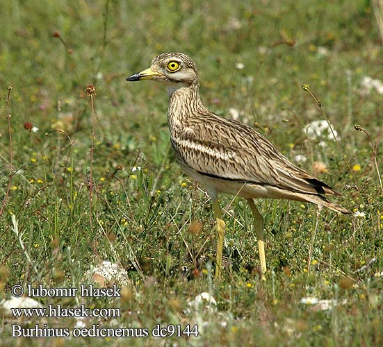 Burhinus oedicnemus Stone Curlew Triel Œdicnème criard