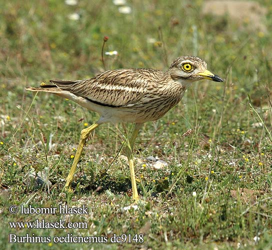 Stone Curlew Triel Œdicnème criard Alcaraván Común