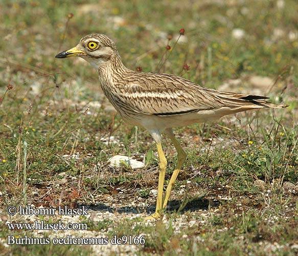 Burhinus oedicnemus dc9166