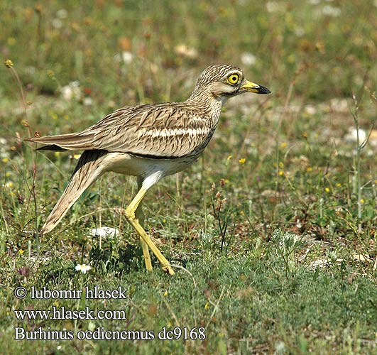 Burhinus oedicnemus dc9168