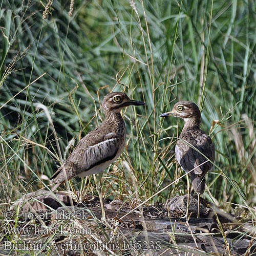 Burhinus vermiculatus Water Thick-knee Water Dikkop