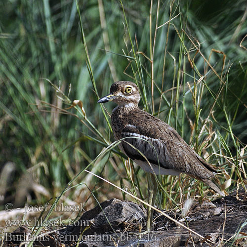 Oedicnème vermiculé Watergriel Occhione Vermicolato