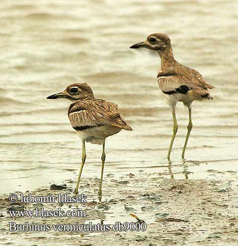 Burhinus vermiculatus Water Thick-knee Water Dikkop