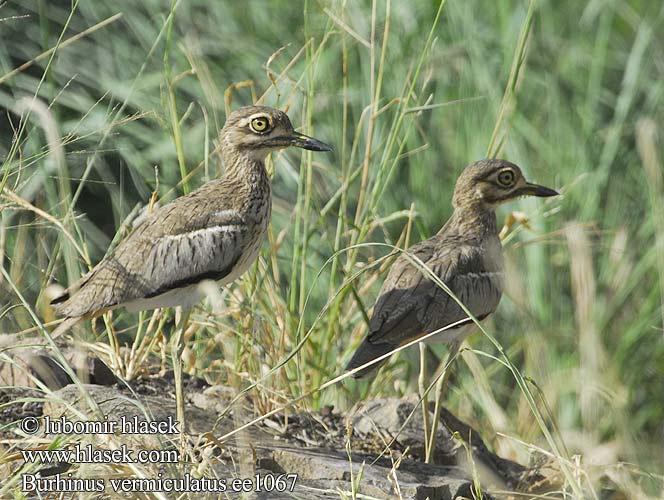 Waterdikkop Ingqangqolo Chekeamwezi Eswaita ミズベイシ